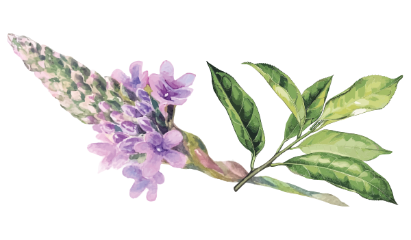 Verbena